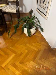 Spatifilijum sa ukrasnom saksijom, prodaja Novi Sad